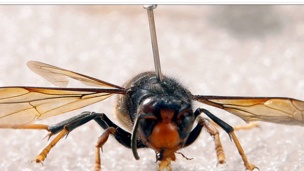 ब्रिटेन में भी आई थी नजर 