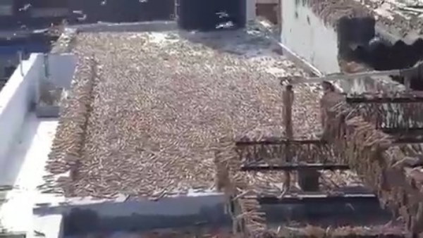  2. कैसे पनपती हैं टिड्डियां?