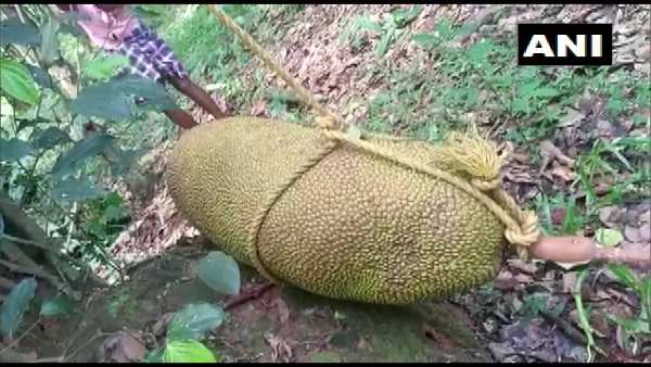 ट्वीटर पर विशालकाय कटहल चर्चा का विषय बना, लोगों ने कहा 'वाह'