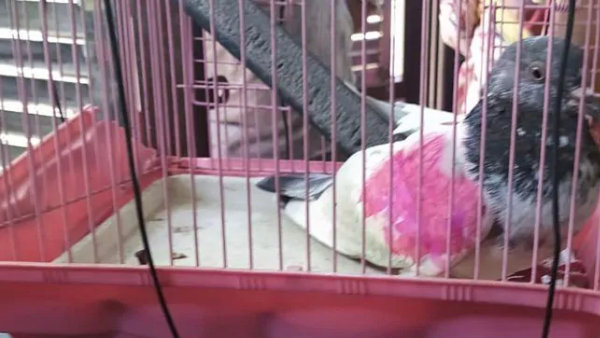 होती रहती है घुसपैठ की कोशिशें होती रहती है घुसपैठ की कोशिशें