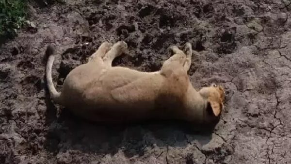 3 से 5 वर्ष होती है शेरनियों की उम्र