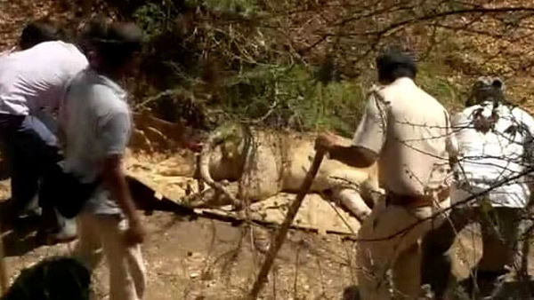 एक दिन में 4 शेरों के शव मिले