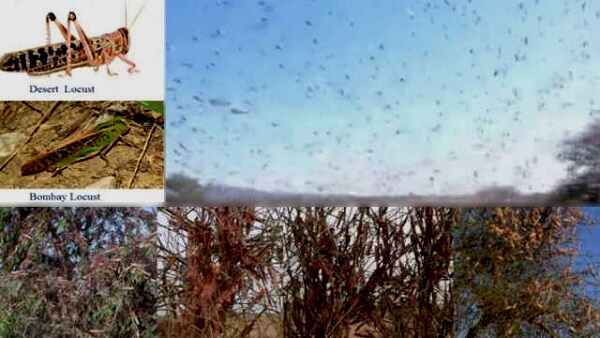 Locusts 