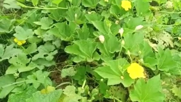 खेतों में मक्‍के और सब्जियां लगी हैं