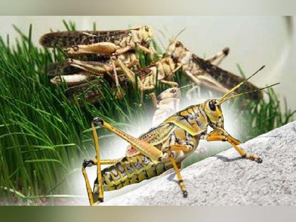 कीटनाशक दवाओं के लिए स्टॉक उपलब्ध करवाए कीटनाशक दवाओं के लिए स्टॉक उपलब्ध करवाए