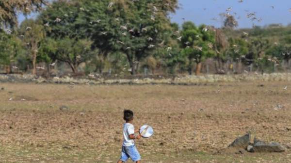 swarms of locusts, locust swarm, biblical plague of locusts, biblical plague locusts, locust attack, are locusts dangerous, locusts meaning in bengali, locusts swarm, locusts attack, locust, locusts in india, swarm of locusts, locusts meaning in marathi, locusts attack in mumbai, locusts attack in delhi, locusts states allert, what is locusts attack, why locusts dangerous, टिड्डी दल, टिड्डी दल क्या है, भारत में टिड्डी हमला, टिड्डी मुंबई, दिल्ली में टिड्डी दल, टिड्डी दल क्या होता है, टिड्डी दल कितना नुकसान पहुंचाता है, टिड्डी दल क्यों खतरनाक है swarms of locusts, locust swarm, biblical plague of locusts, biblical plague locusts, locust attack, are locusts dangerous, locusts meaning in bengali, locusts swarm, locusts attack, locust, locusts in india, swarm of locusts, locusts meaning in marathi, locusts attack in mumbai, locusts attack in delhi, locusts states allert, what is locusts attack, why locusts dangerous, टिड्डी दल, टिड्डी दल क्या है, भारत में टिड्डी हमला, टिड्डी मुंबई, दिल्ली में टिड्डी दल, टिड्डी दल क्या होता है, टिड्डी दल कितना नुकसान पहुंचाता है, टिड्डी दल क्यों खतरनाक है