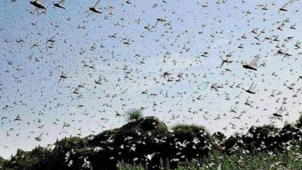 locust in mumbai, bmc, fake news, videos, locust attack in mumbai, mumbai, maharashtra, swarms of locusts, locust swarm, biblical plague of locusts, biblical plague locusts, locust attack, are locusts dangerous, locusts meaning in bengali, locusts swarm, locusts attack, locust, locusts in india, swarm of locusts, locusts meaning in marathi, locusts attack in mumbai, why locusts dangerous, टिड्डी दल, टिड्डी दल क्या है, भारत में टिड्डी हमला, टिड्डी मुंबई, मुंबई में टिड्डी दल का हमला, मुंबई में टिड्डी दल, टिड्डी दल क्या होता है, टिड्डी दल कितना नुकसान पहुंचाता है, टिड्डी दल क्यों खतरनाक है locust in mumbai, bmc, fake news, videos, locust attack in mumbai, mumbai, maharashtra, swarms of locusts, locust swarm, biblical plague of locusts, biblical plague locusts, locust attack, are locusts dangerous, locusts meaning in bengali, locusts swarm, locusts attack, locust, locusts in india, swarm of locusts, locusts meaning in marathi, locusts attack in mumbai, why locusts dangerous, टिड्डी दल, टिड्डी दल क्या है, भारत में टिड्डी हमला, टिड्डी मुंबई, मुंबई में टिड्डी दल का हमला, मुंबई में टिड्डी दल, टिड्डी दल क्या होता है, टिड्डी दल कितना नुकसान पहुंचाता है, टिड्डी दल क्यों खतरनाक है