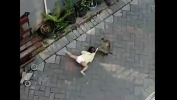 बंदर घबराकर भाग निकला