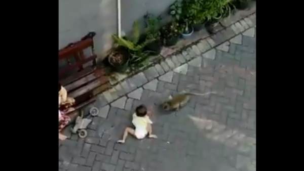 5.8 मिलियन लोगों ने देखा वीडियो