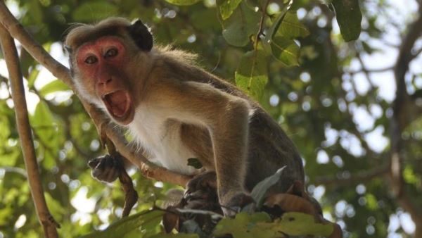 पेड़ पर बैठकर टेस्टिंग किट चबाते दिखे बंदर