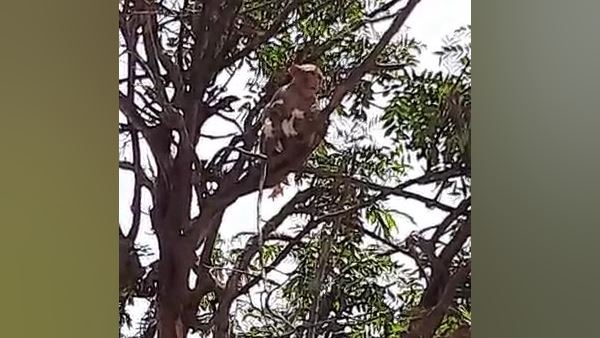 मेडिकल कॉलेज के प्राचार्य का दावा- संक्रमण फैलने का खतरा नहीं