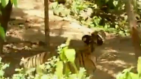 वीडियो को काफी पसंद कर रहे हैं लोग