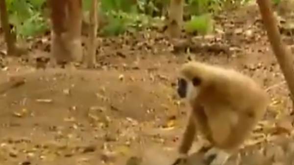 बाघ को ट्रोल किया बंदर ने