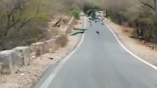 ग्रामीण अंचल की सड़क पर नाच रहे मोर ग्रामीण अंचल की सड़क पर नाच रहे मोर