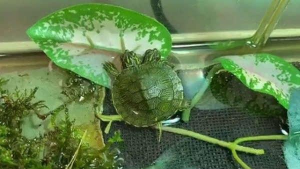 म्यूजियम ने बताई इसकी खासियत 