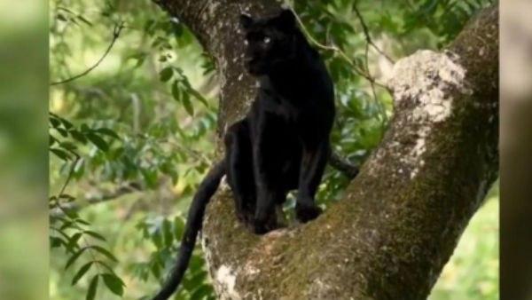 इसे देख लोगों को आई बघीरा की याद 