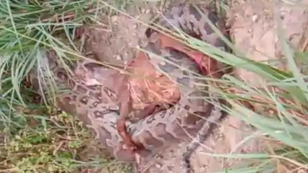 जिंदा बकरी को निगल गया अजगर