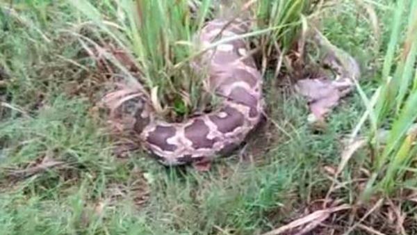 पहले भी सामने आ चुकी हैं ऐसी घटनाएं