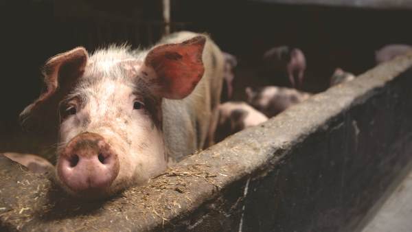 पहला मामला 1921 में सामने आया था