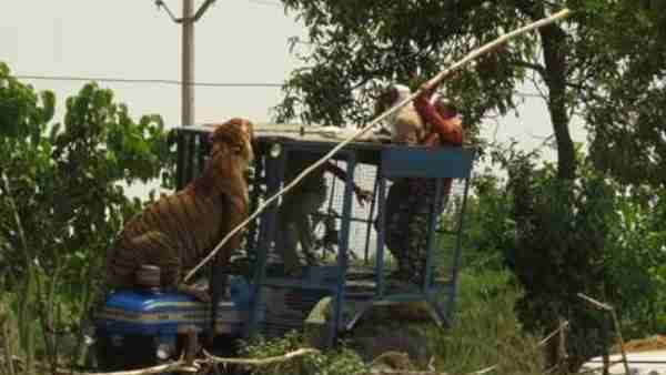 ट्रैक्टर पर किया बाघ ने हमला ट्रैक्टर पर किया बाघ ने हमला