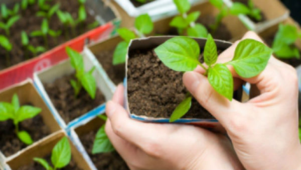 पौधों की देखभाल