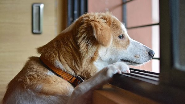 कम हो रहा वजन, दुखी लग रहा 'मैक्स'