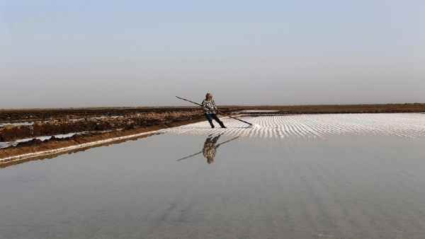 सीजन का मुख्य वक्त लॉकडाउन में चला गया