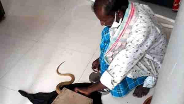 मध्य प्रदेश के भिंड में आठ दिन से रोजाना निकल रहे कोबरा सांप