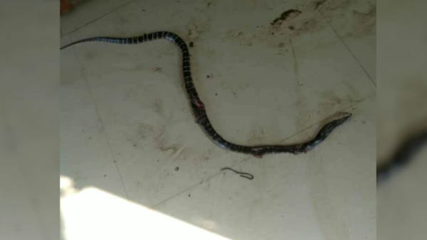 A youth died after snake bite in quarantine center