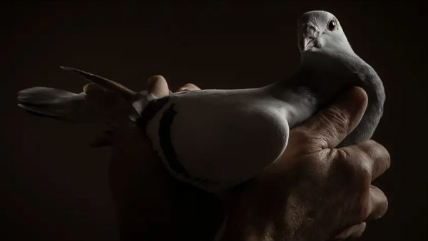 बिछड़ गया है अपने साथी से बिछड़ गया है अपने साथी से