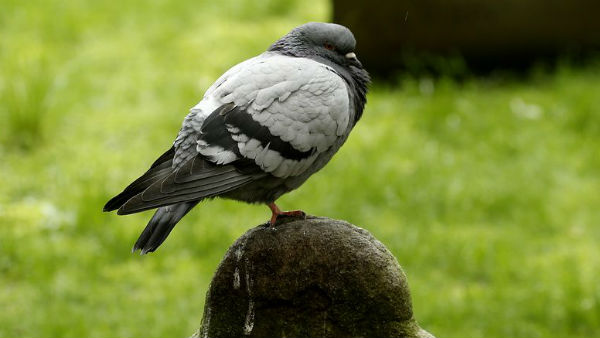 पुलिस कर रही मामले की जांच पुलिस कर रही मामले की जांच