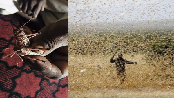  देवरी व डोडवाड़ी गांवों में दवा का छिड़काव