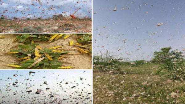 Tiddi dal attack in Sikar churu Jhunjhunu Of shekhawati 