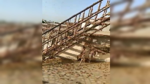 1. कहां से आए हैं टिड्डियों के दल?