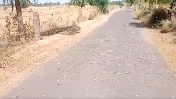 एक दल में होती हैं करीब 8 करोड़ टिड्डी