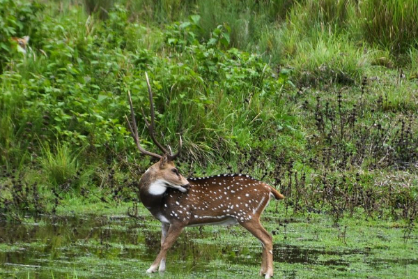 शिकार पर है शिकारी की नजर