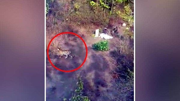 In Shahdol, villagers climbs on trees after seeing four tiger at Forest Area of Beohari In Shahdol, villagers climbs on trees after seeing four tiger at Forest Area of Beohari