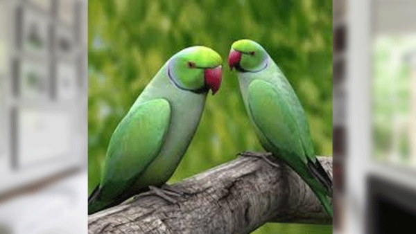 महिला ने लौटा दिए दोनों तोते महिला ने लौटा दिए दोनों तोते