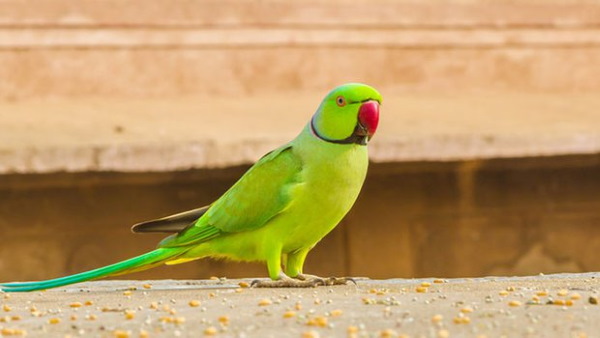 दुनिया का सबसे ज़्यादा पढ़ा लिखा तोता