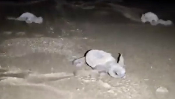 रात होते ही तट पर आए कछुए