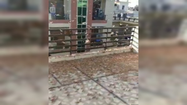  5. कैसे तबाही मचाती हैं टिड्डियां?