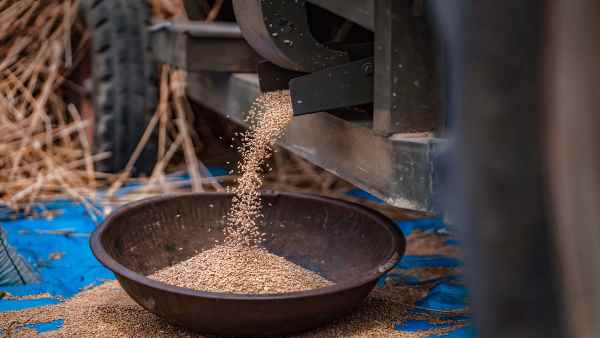 गेहूं का सबसे बड़ा उत्पादक राज्य है यूपी
