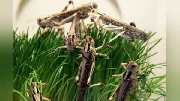 Locusts 