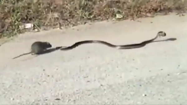 अपने बच्चे के लिए सांप से लड़ गई चुहिया