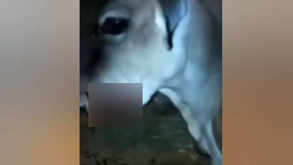गाय का मुंह गंभीर रूप से जख्मी