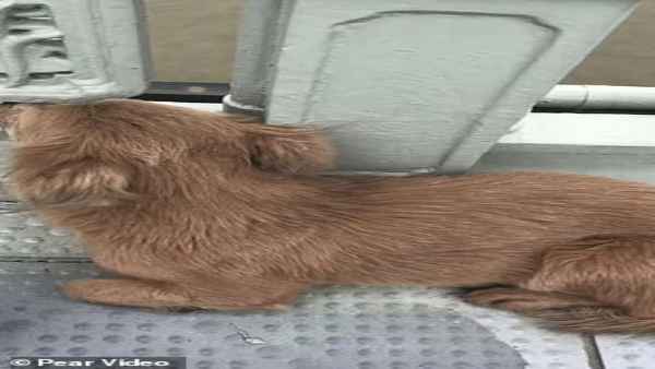 मालिक के प्रति कुत्ते के प्‍यार को देख सब हो भावुक 