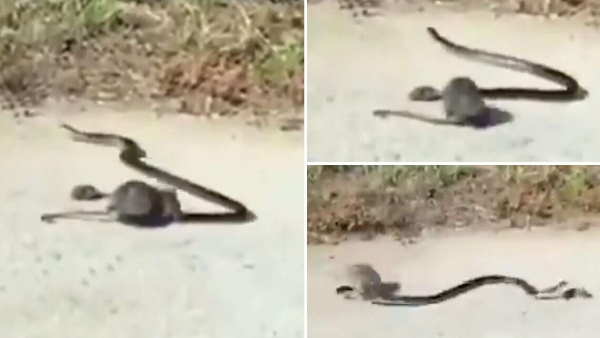 अंत में सांप बच्चे को छोड़कर भाग जाता है