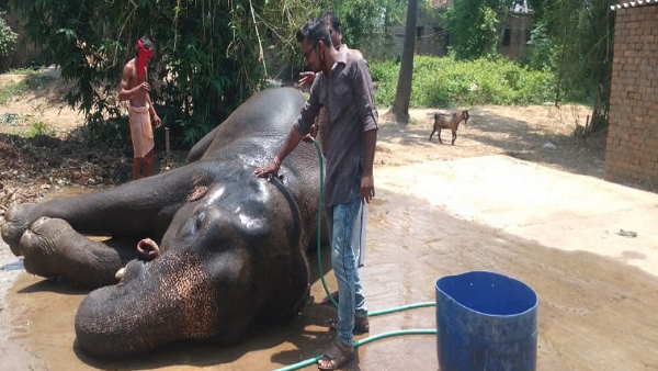 हाथियों का नाम मोती और रानी रखा हाथियों का नाम मोती और रानी रखा