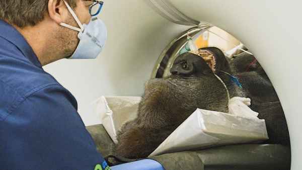 गोरिल्‍लें का इसलिए करवाना पड़ा सिटी स्‍कैन 