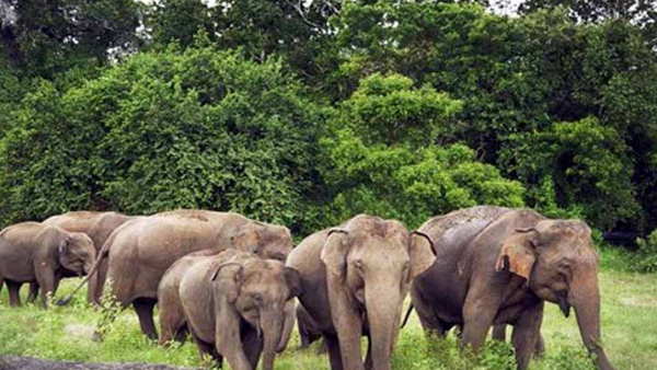 स्थानीय लोग वन अधिकारियों की कर रहे हैं मदद